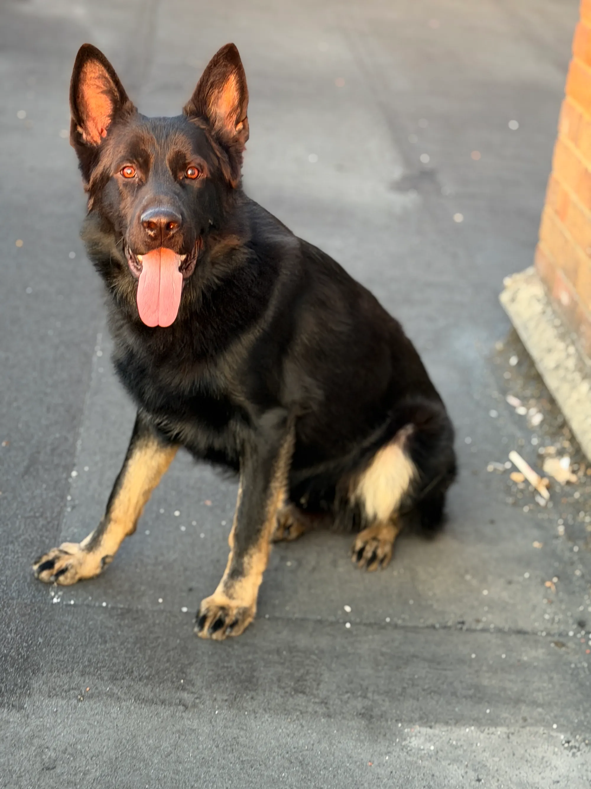 Black German Shepherd security dog sitting in a yard
